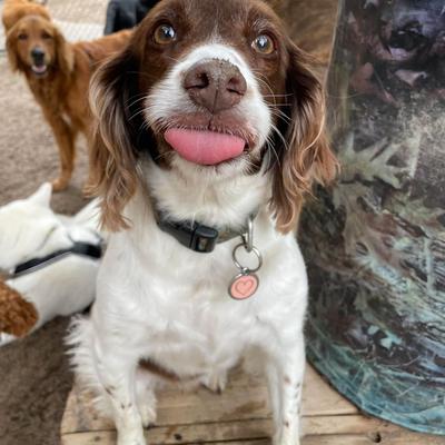 MyTwoDogs's avatar