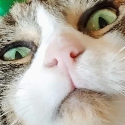 Stupidkitty's avatar