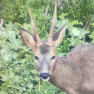 kaebanor's avatar