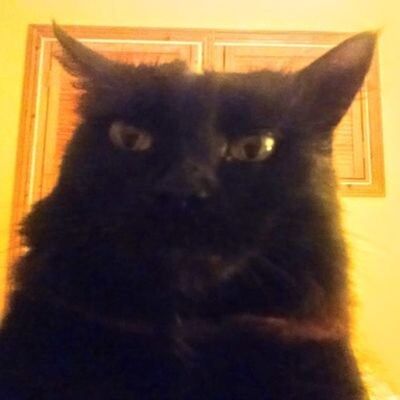 Evergreen's avatar