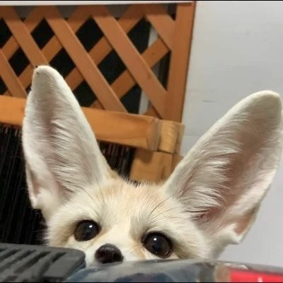 lavacat's avatar