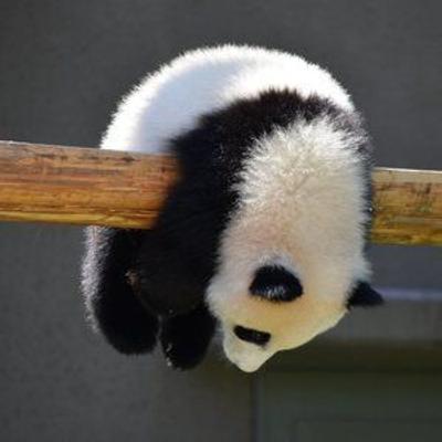 stonedpanda's avatar