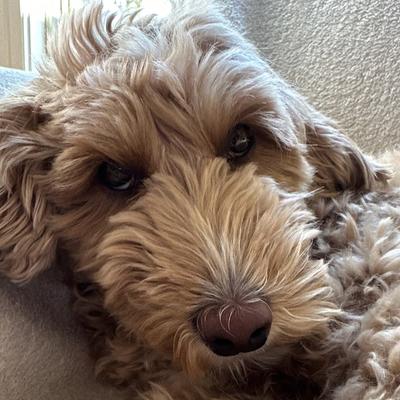 iamphoccer.bsky.social's avatar