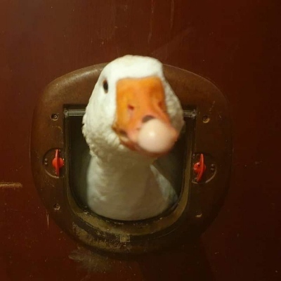 asherhoskins's avatar