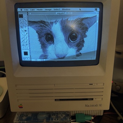 wallaby's avatar