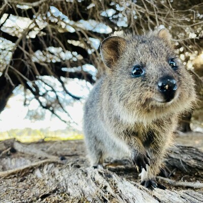 quokkash's avatar