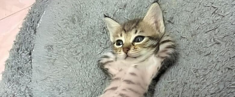 cat's profile header