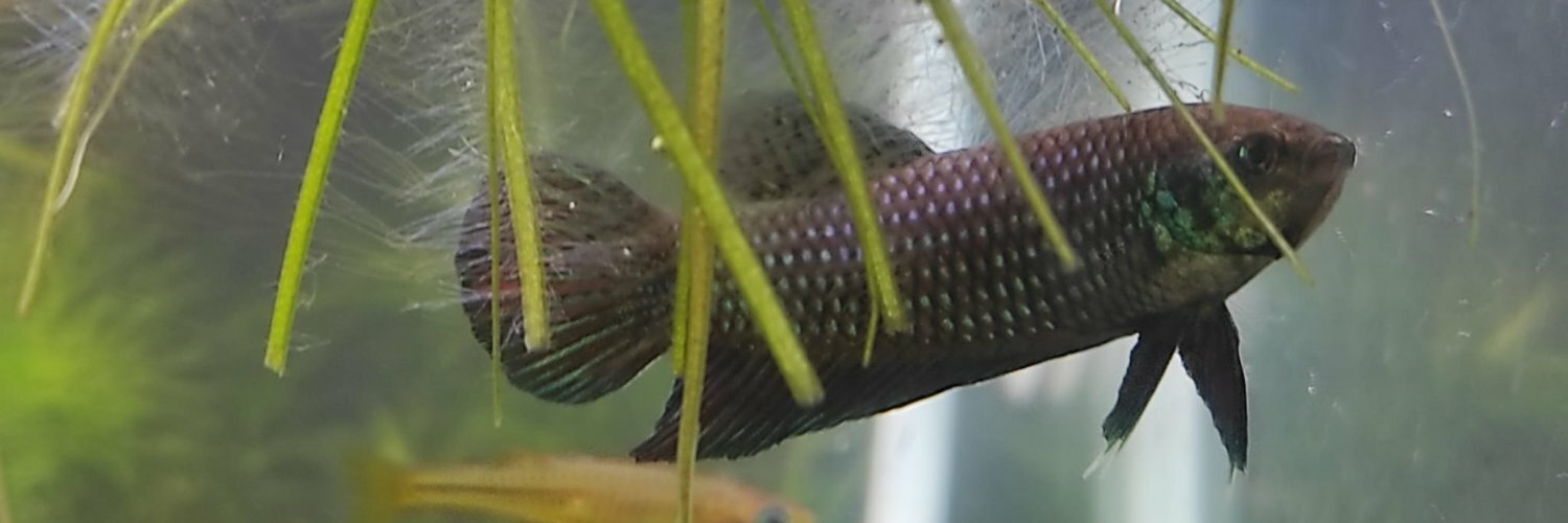 GermanShrimpZ's profile header