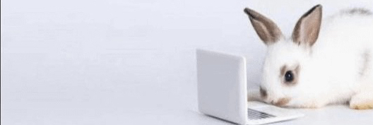 madrabbit's profile header