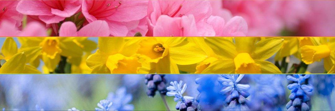 amca's profile header