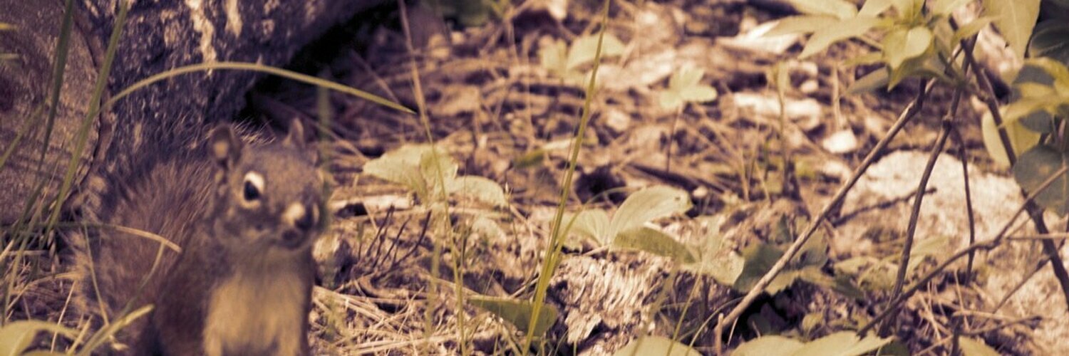 dan's profile header