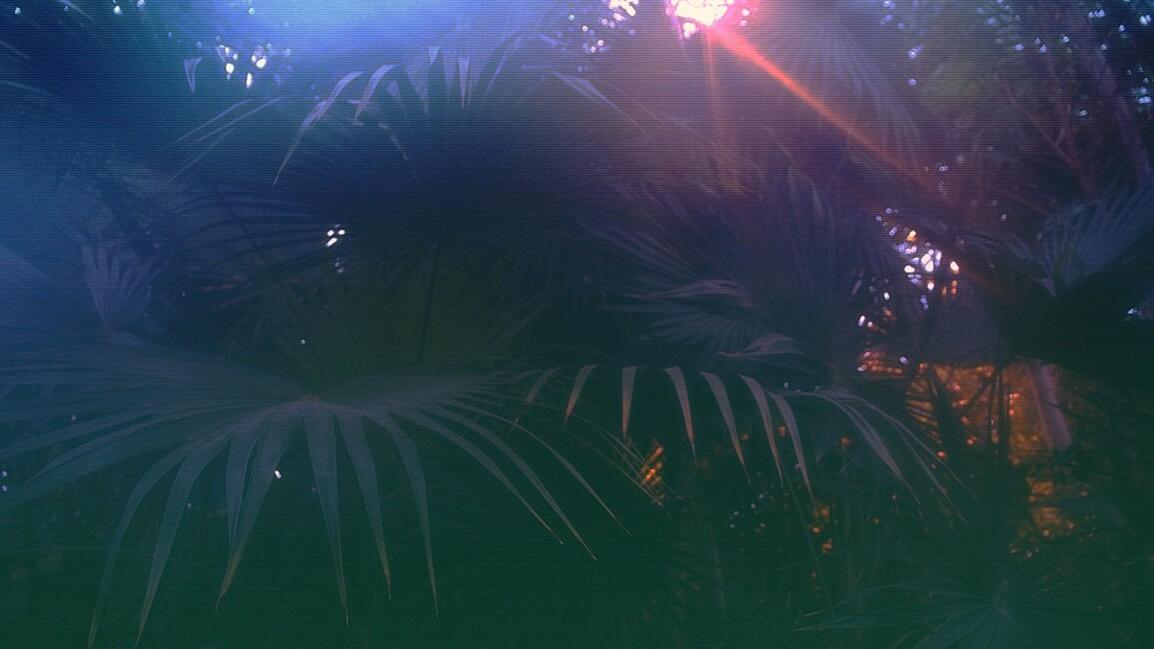 canario's profile header