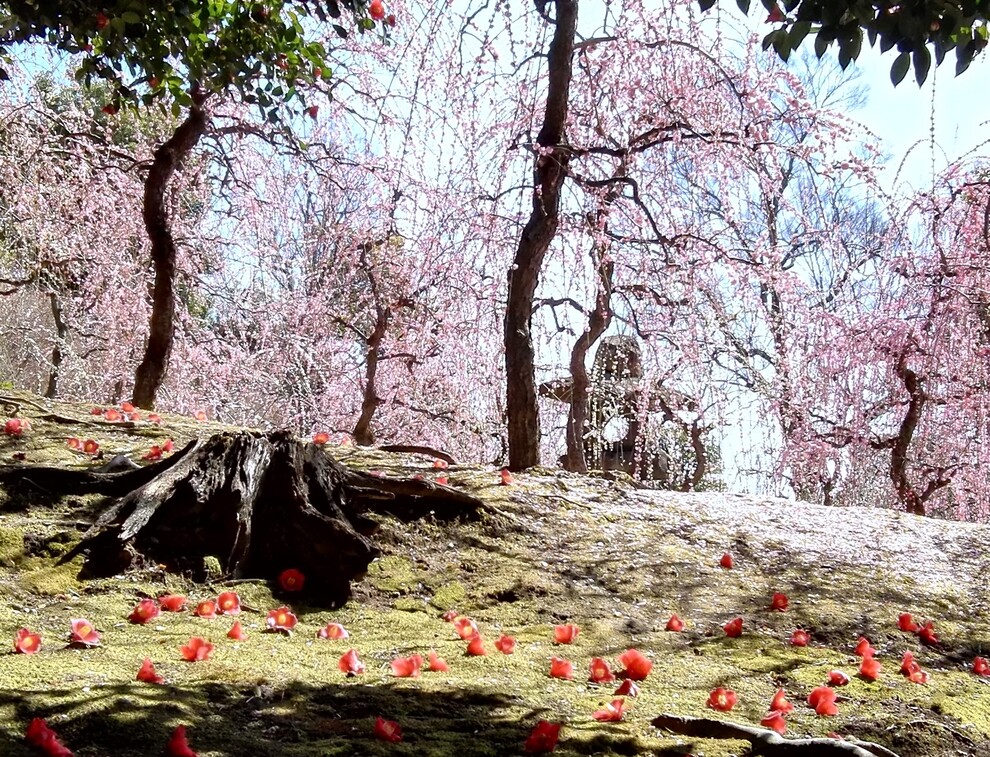 SteveMcCarty's profile header