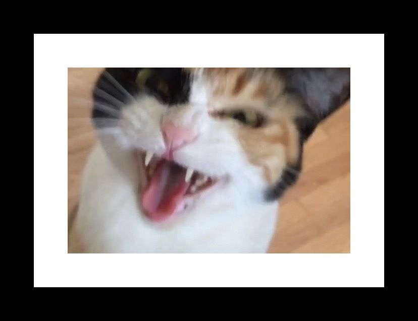 AbbyCWL's profile header