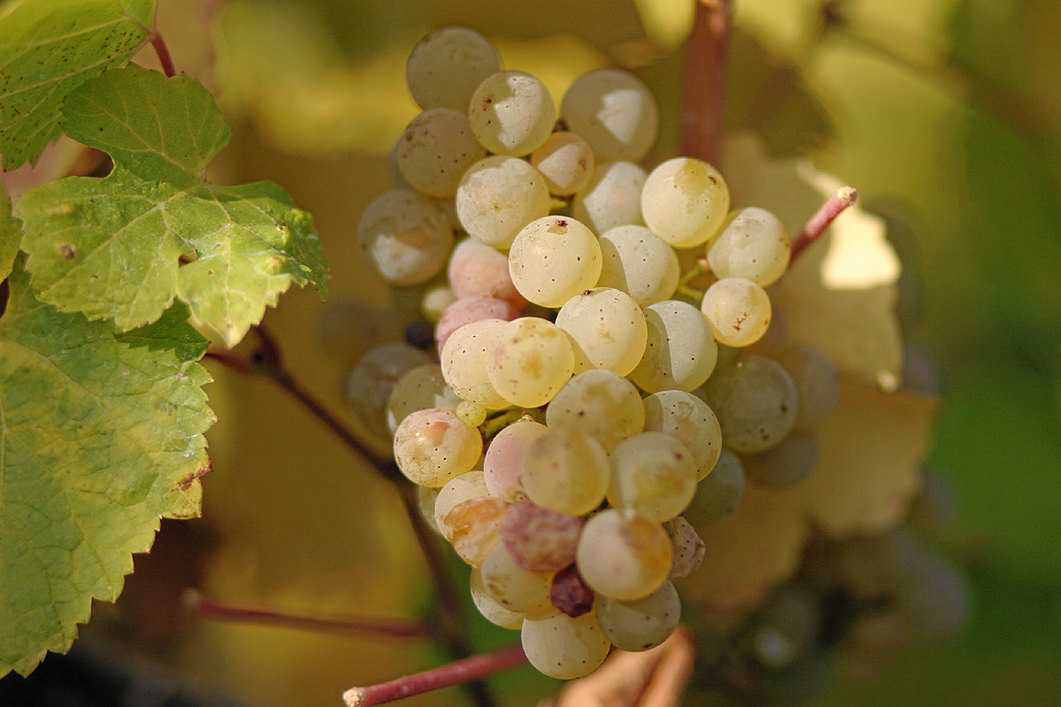 mywinepal's profile header
