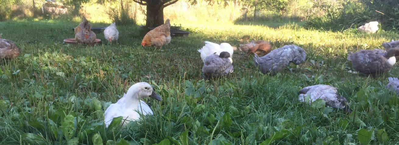 menagerie's profile header