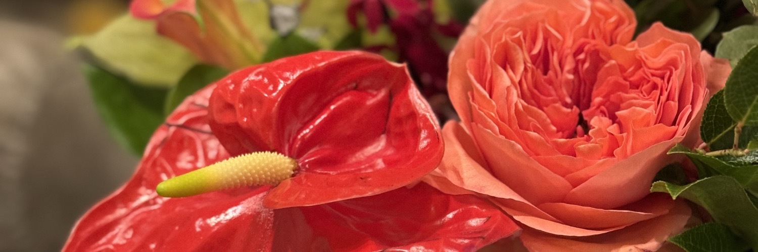 shantini's profile header