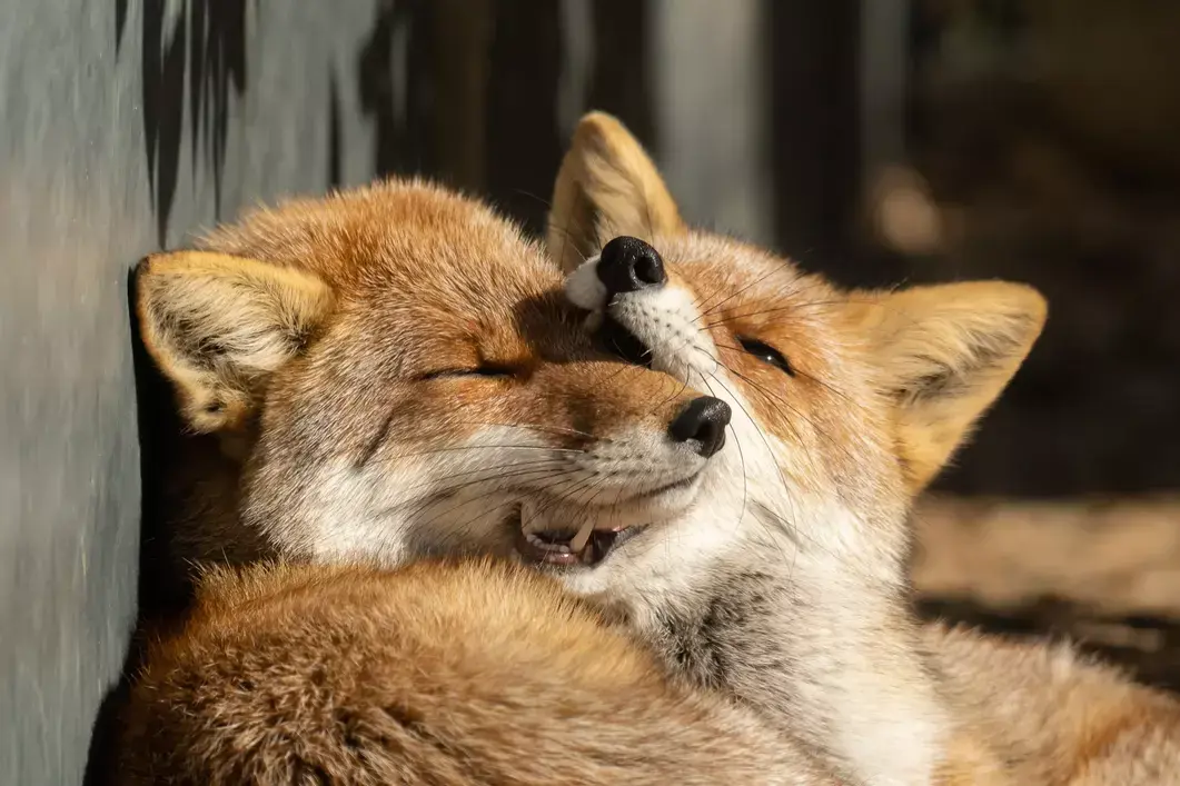 MolarFox's profile header