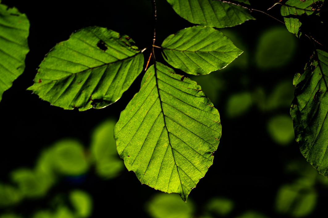 _steffenr's profile header