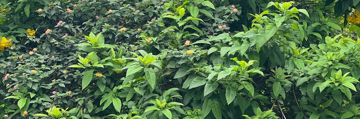 s3thi's profile header