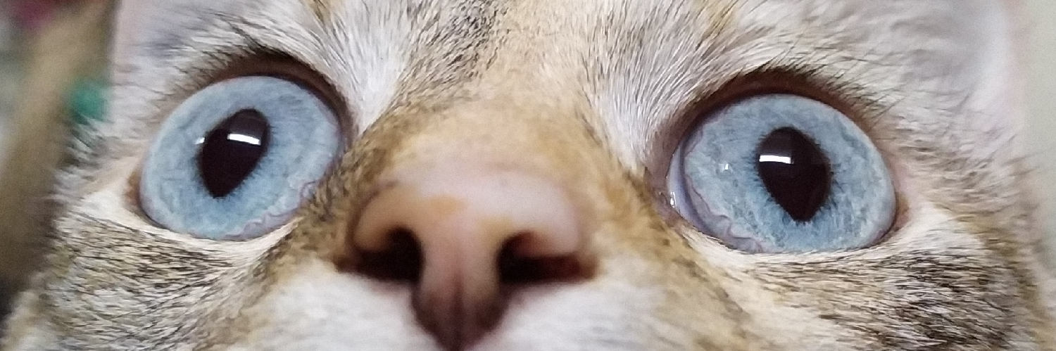 kaerhon's profile header