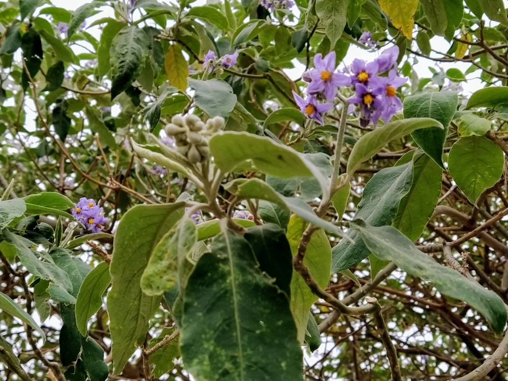 gabyplantbio's profile header