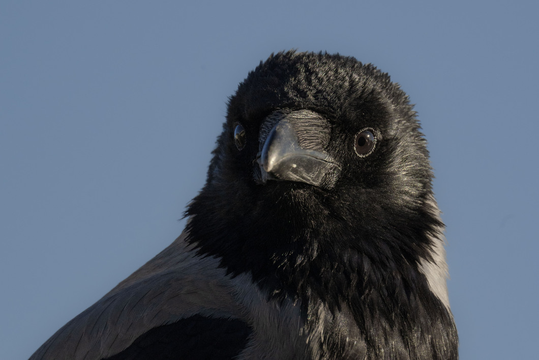 fossheim's profile header