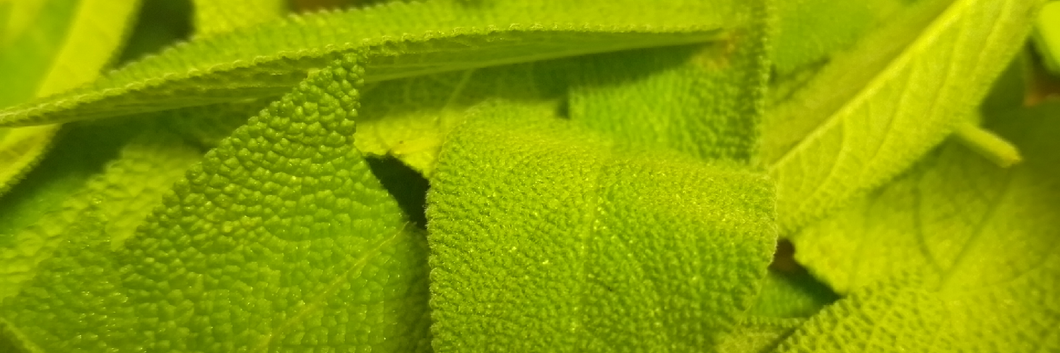 FeralFood's profile header