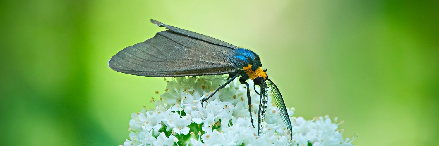 Greenbirder's profile header