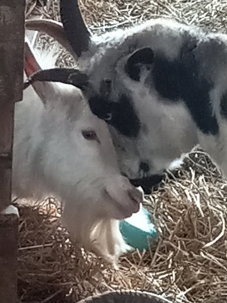 animalsfarm's profile header