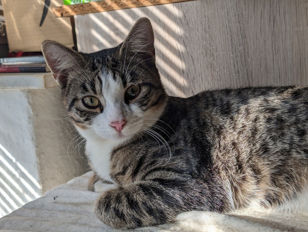 cats's profile header