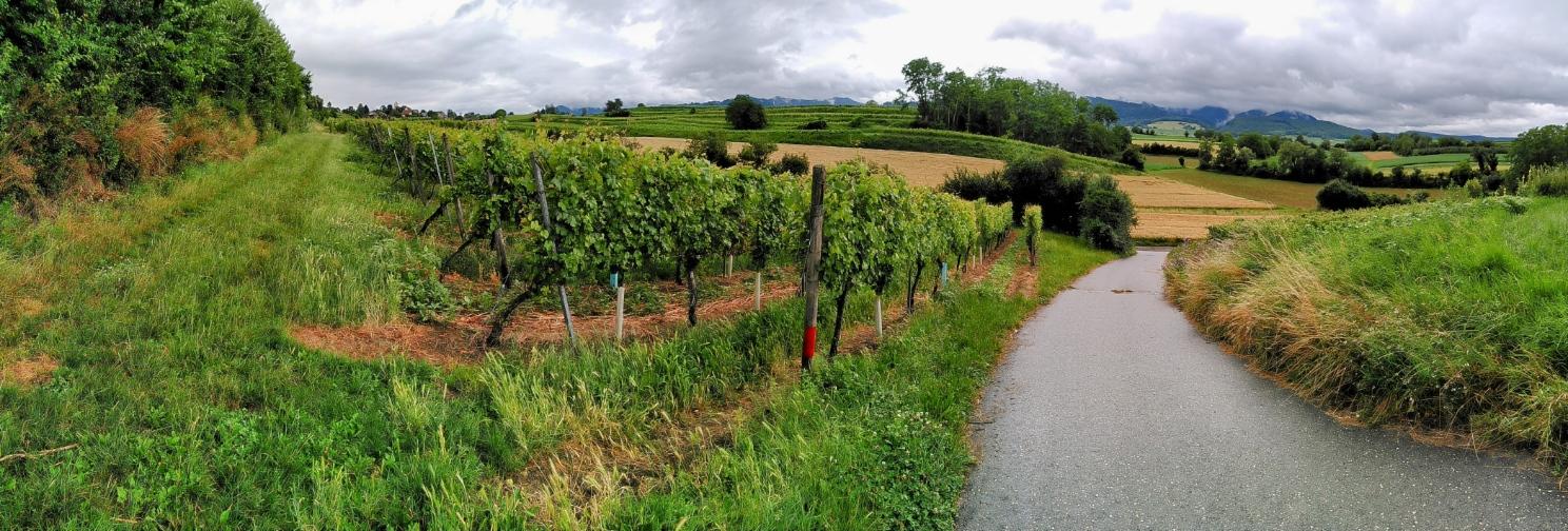 friedensbote's profile header