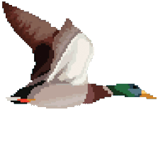 ducks
