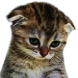 tiredcat2