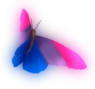 butterfly_bi