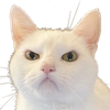 angry_cat2