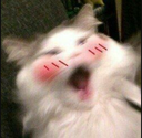 cat_blush
