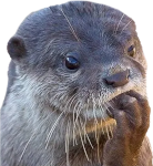 AnxietyOtter