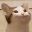 popcat
