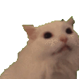 catrawr