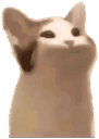 memecatpopcat