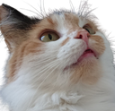 sissibamboozle