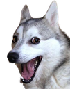 bad_pun_dog