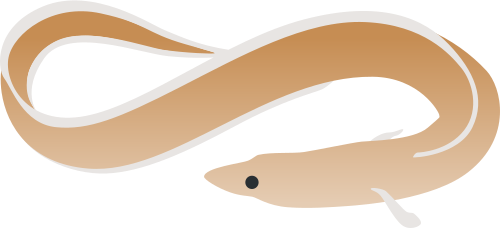 eel