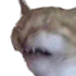 cringingcat