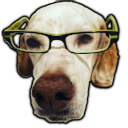 glassesdog