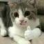 cat_thumbsup