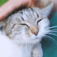 :acatpettingwl3: