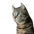 catstare
