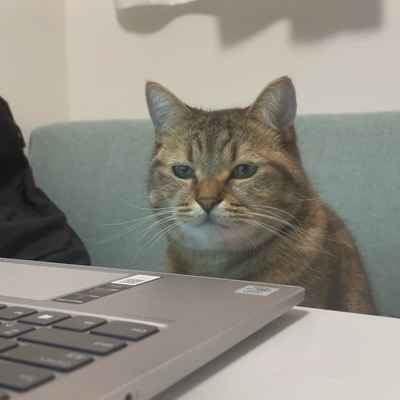 :cat_looking_at_laptop: